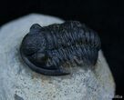 Small Gerastos Trilobite From Morocco #2290-1